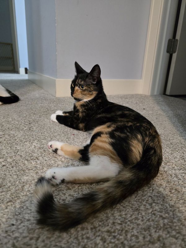 Ambrosia thumbnail 2