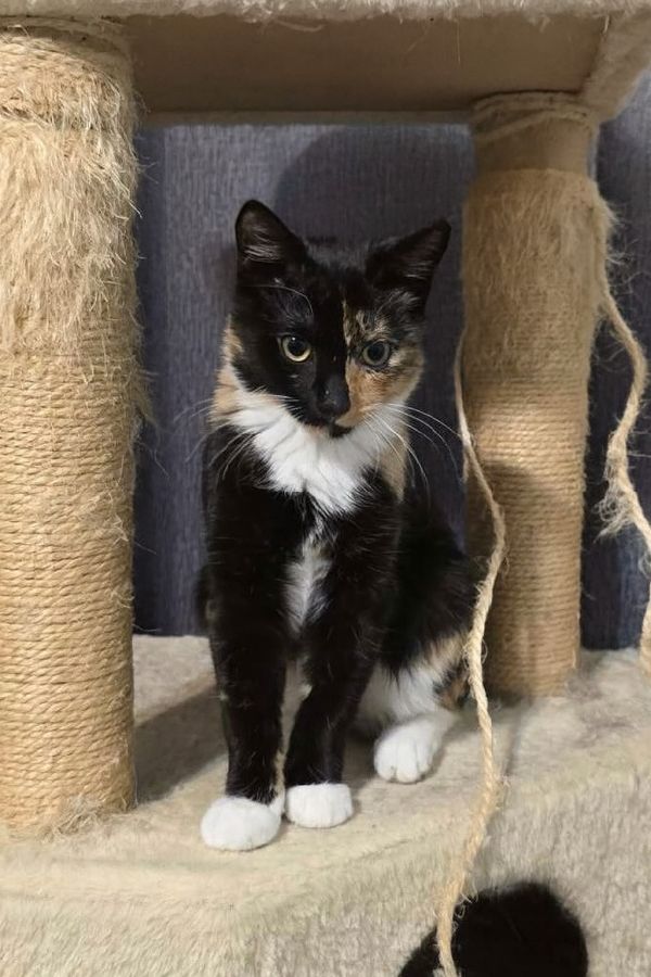 Ambrosia thumbnail 3