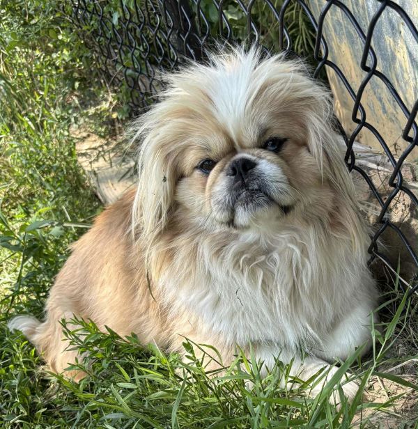 Lucy *FOSTER HOME NEEDED