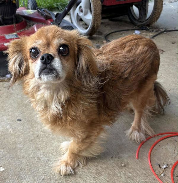 Roscoe *FOSTER HOME NEEDED*