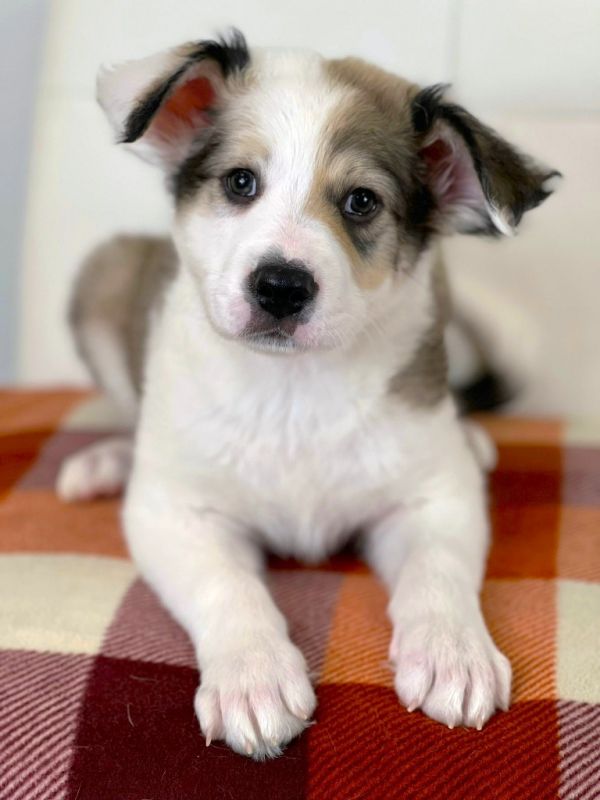 Thanksgiving Foods Litter - Sweet Potato