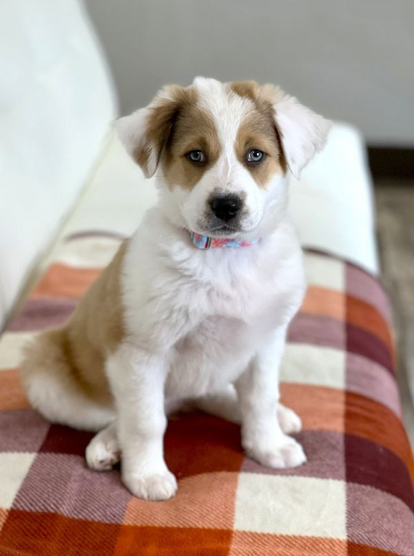Thanksgiving Foods Litter - Cranberry Sauce