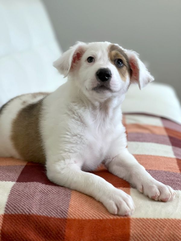 Thanksgiving Foods Litter - Stuffing