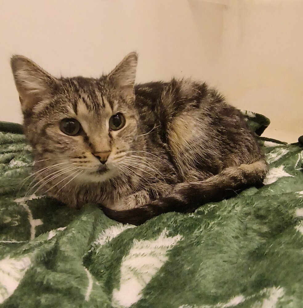 Bailyn (bonded to Beryl)