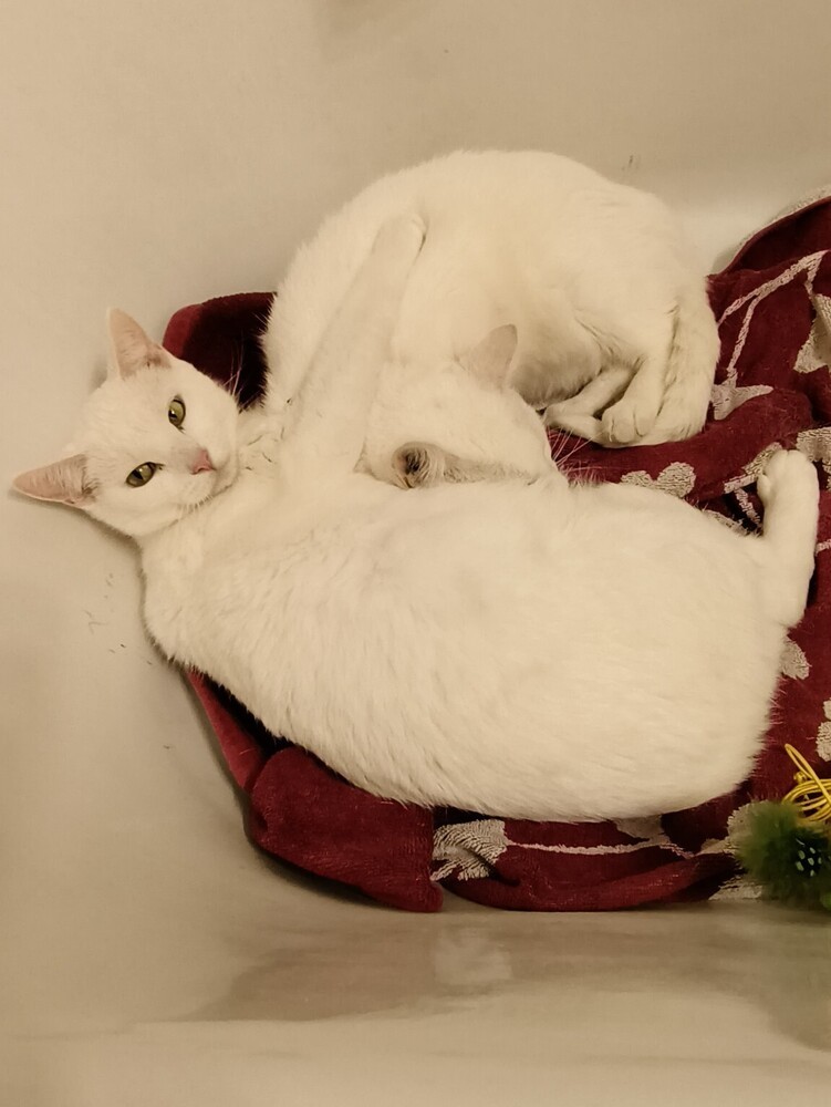 Flopsy (bonded to Mopsy)