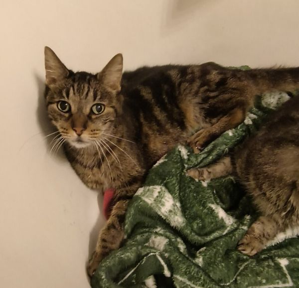 Beryl (bonded to Bailyn)