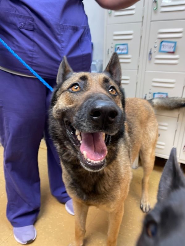 Cooper Roo thumbnail 2