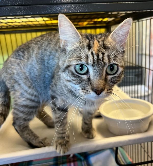 Muffin (N. Greenwood)