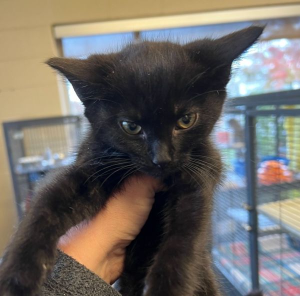 Thimble (N. Greenwood)