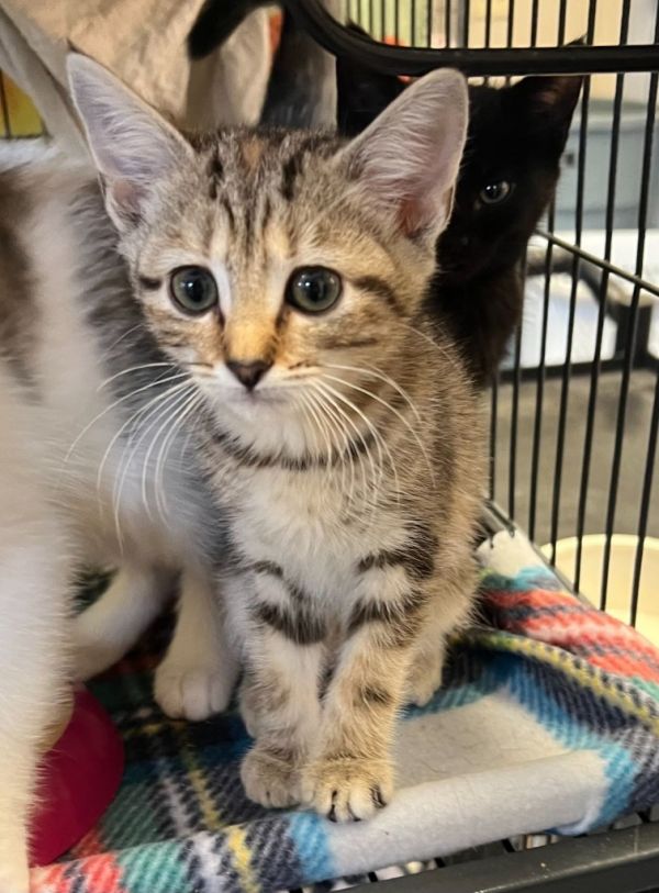 Cordoroy (N. Greenwood)