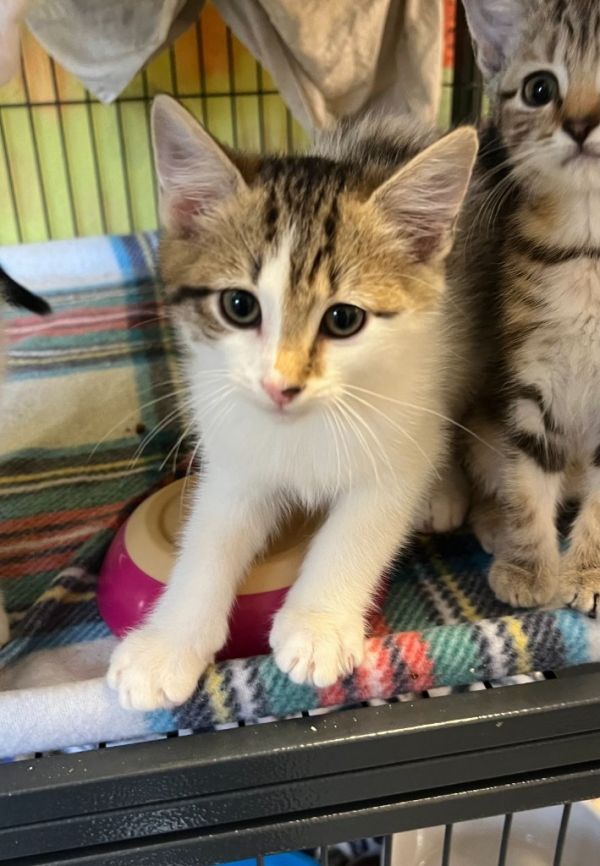 Button (N. Greenwood)