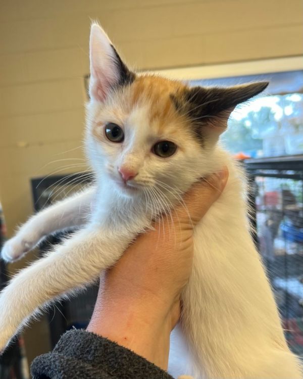 Stitch (N. Greenwood)