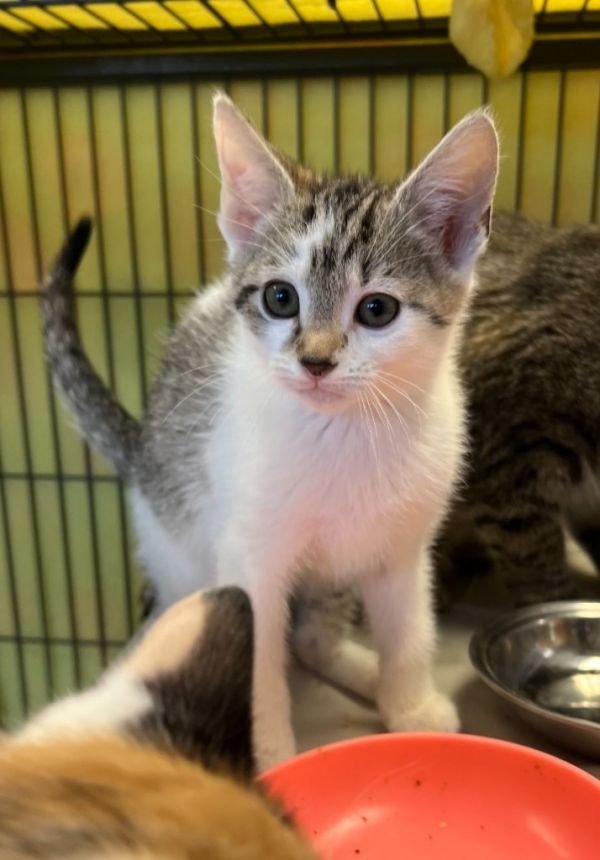 Bobbin (N. Greenwood)