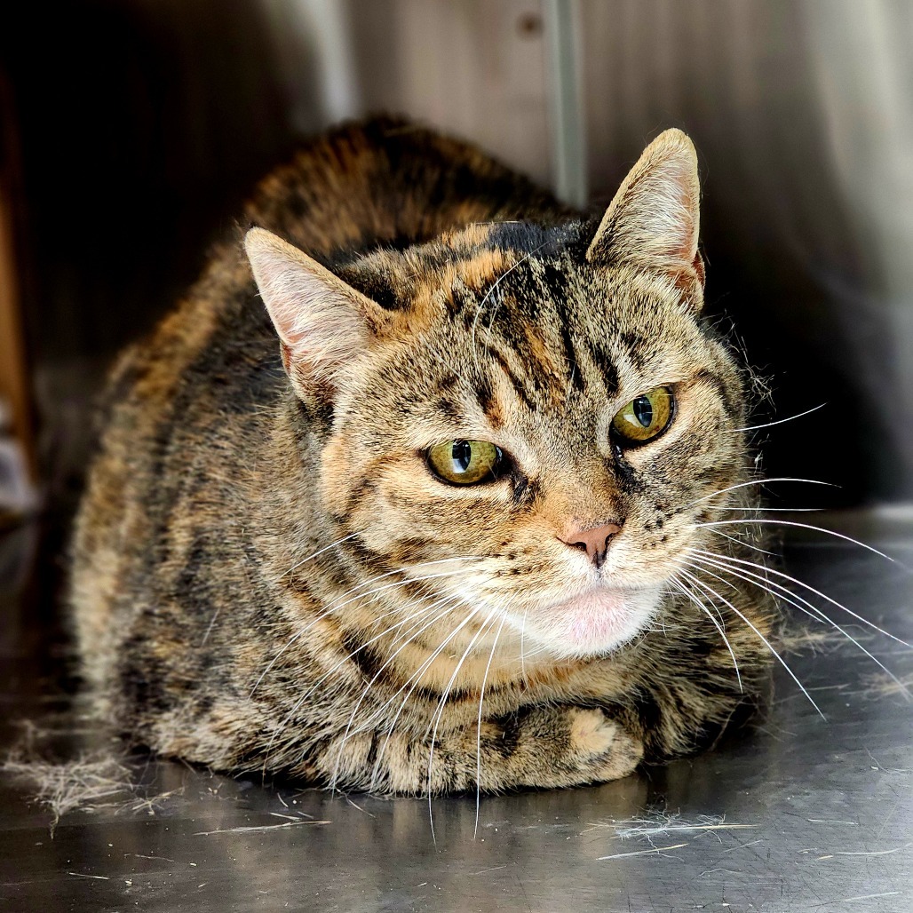 Jessica (Horseheads PetSmart)