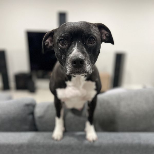 Amelia Bedelia D65876