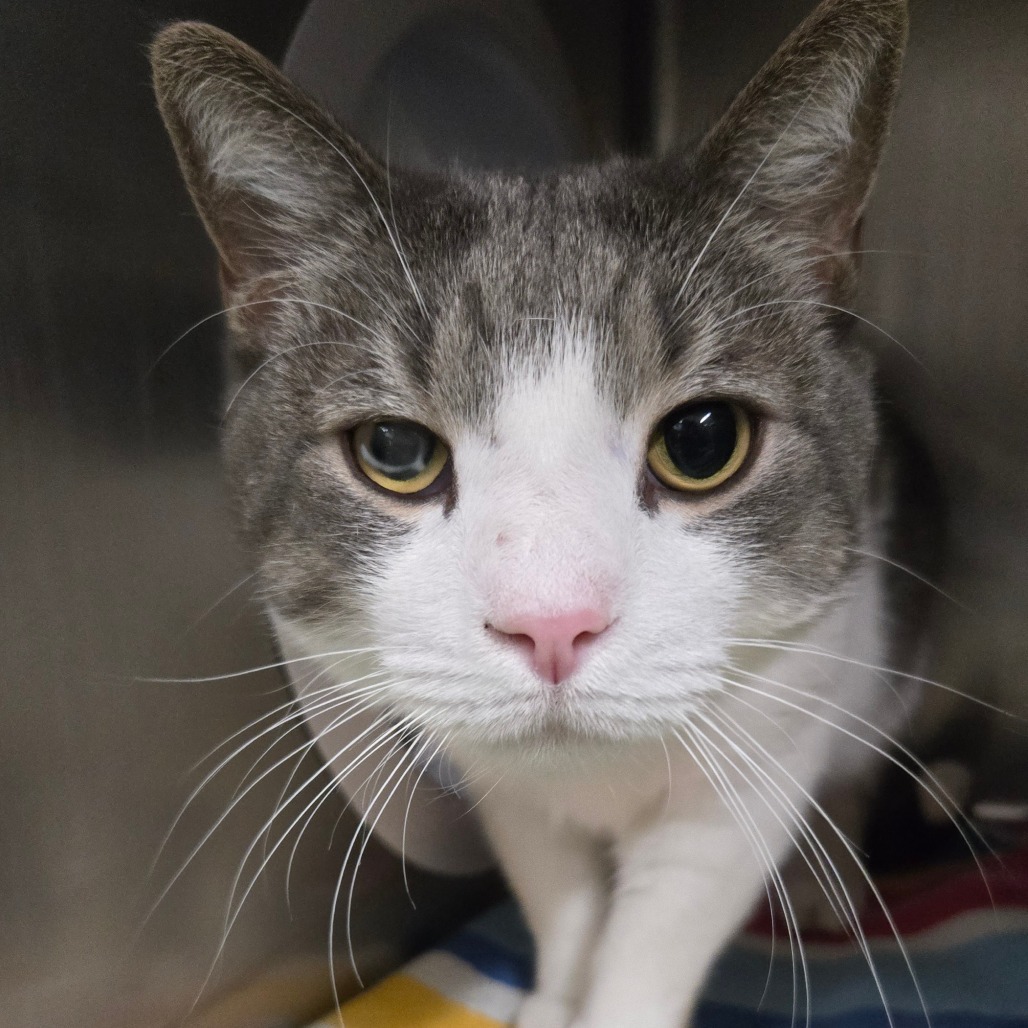 Cedric (Holland Cat Cove)