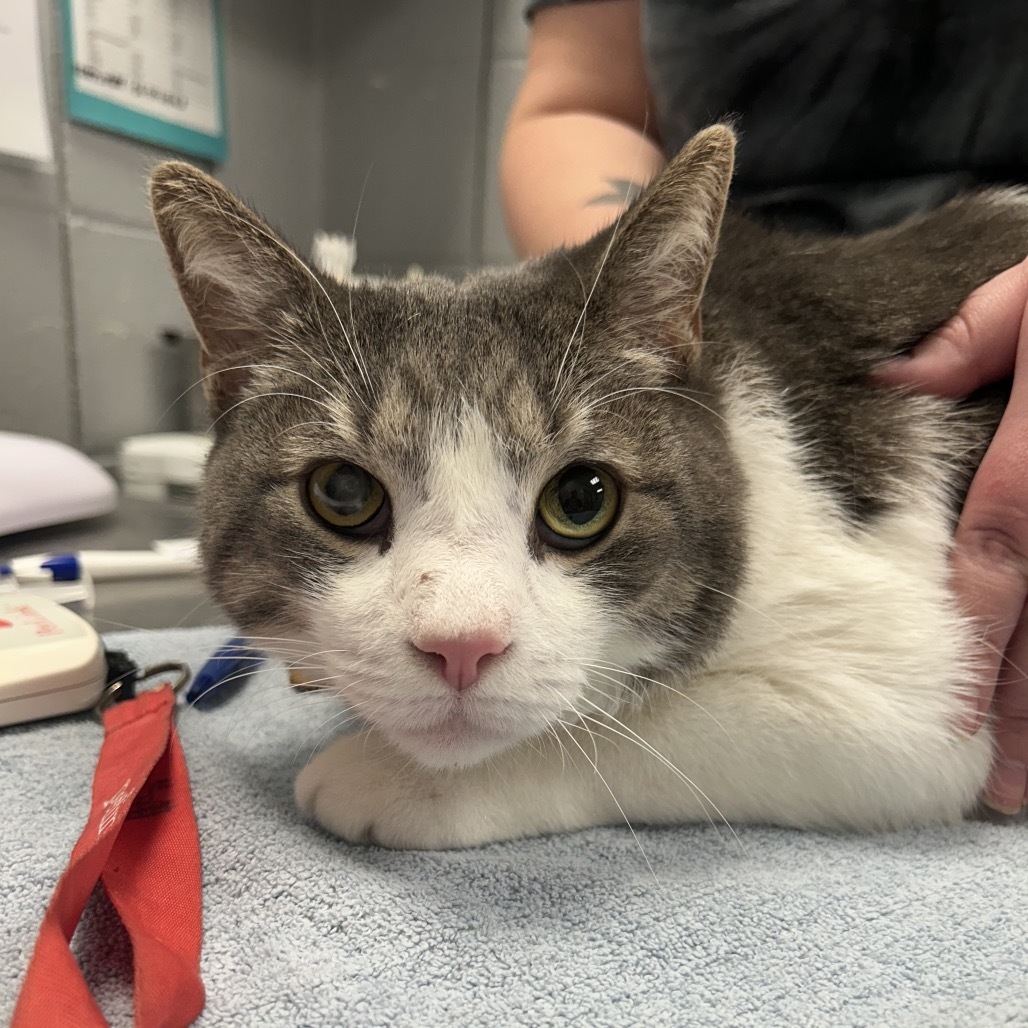 Cedric (Holland Cat Cove)