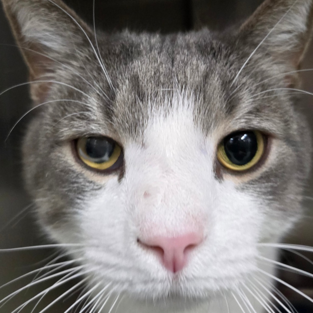 Cedric (Holland Cat Cove)