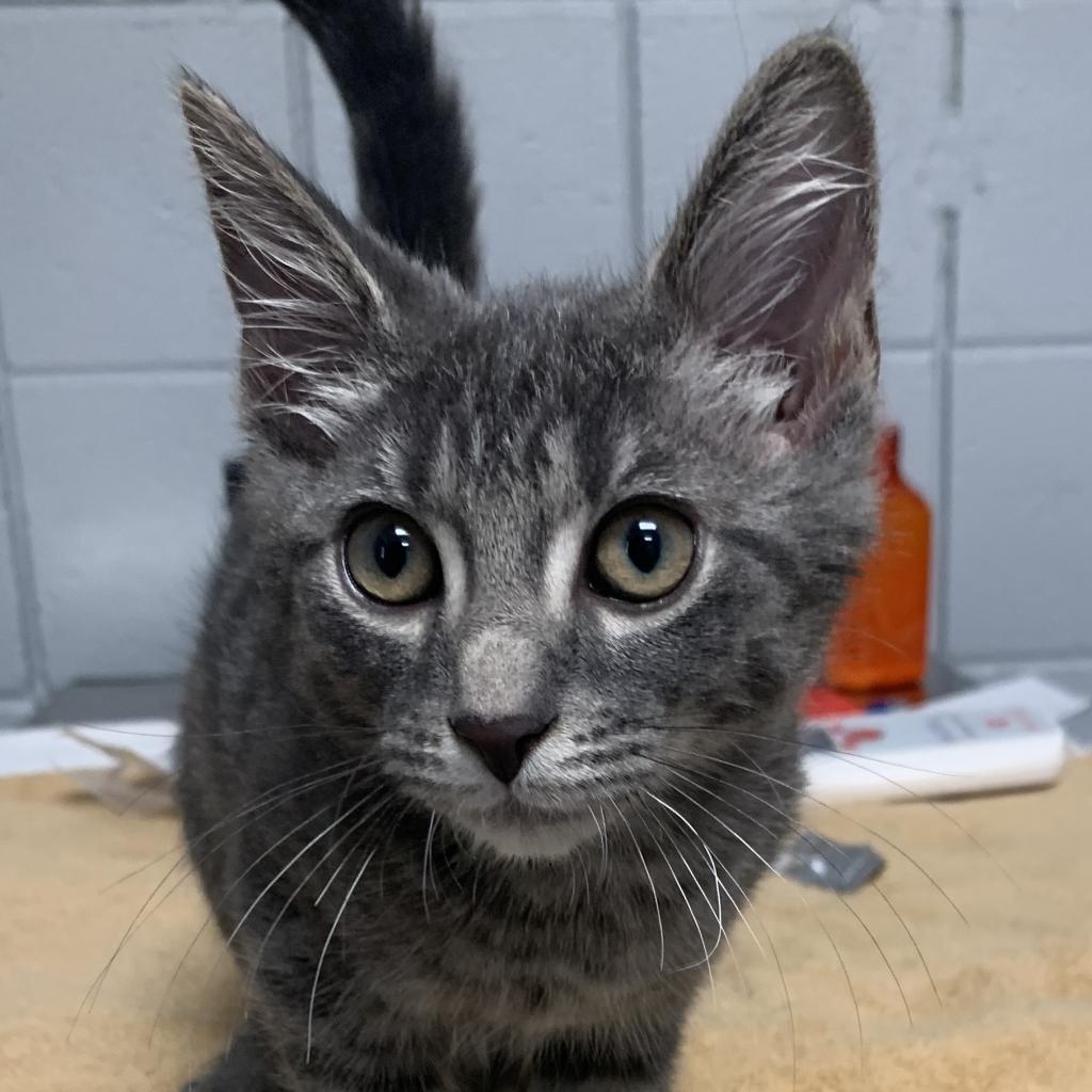 Michi (Holland Cat Cove)