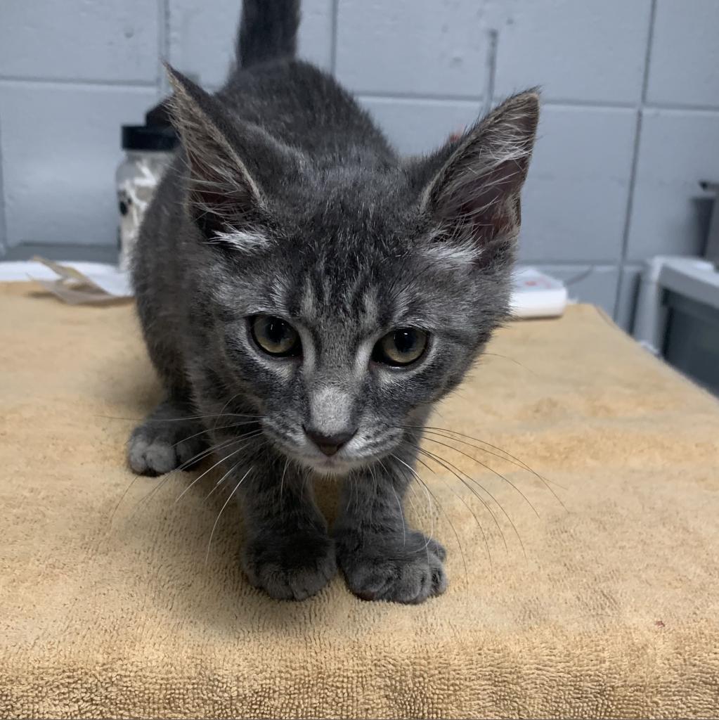 Michi (Holland Cat Cove)