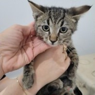 Susan Kittens: Frank (fka Kitten 2)