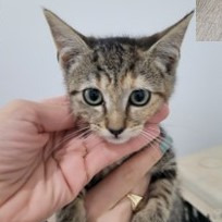 Susan Kittens: Alex (fka Kitten 3)