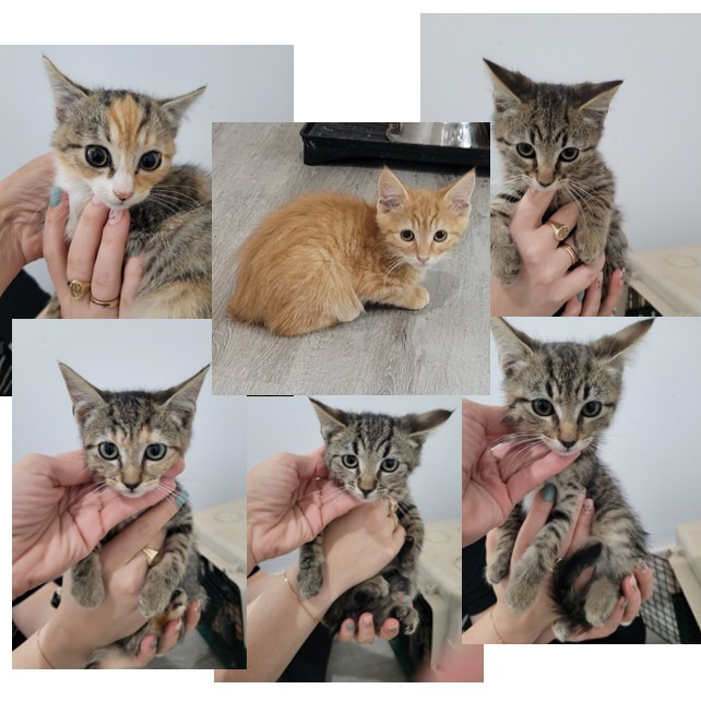 Susan Kittens: Alex (fka Kitten 3)