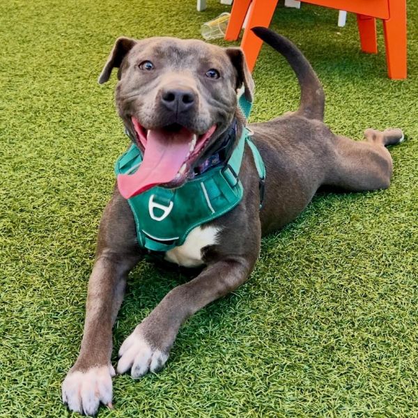 Pixie Pineapple Rose