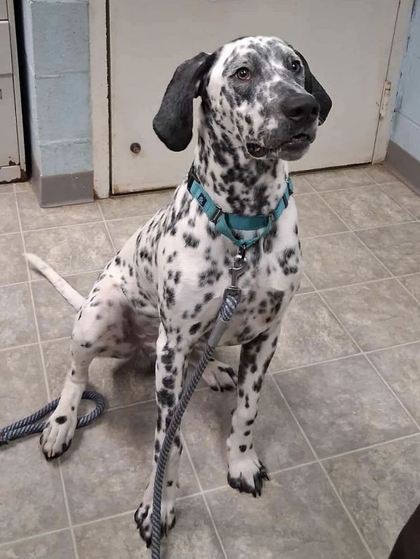 Pinto - At shelter available 11/14