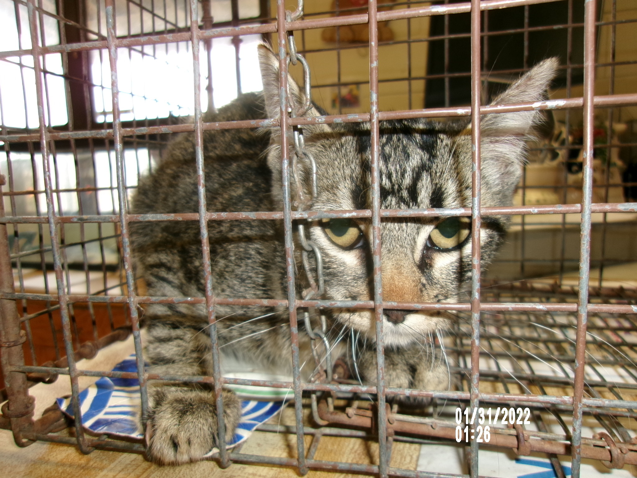 Cobweb, an adoptable Domestic Short Hair in Clovis, NM, 88101 | Photo Image 1