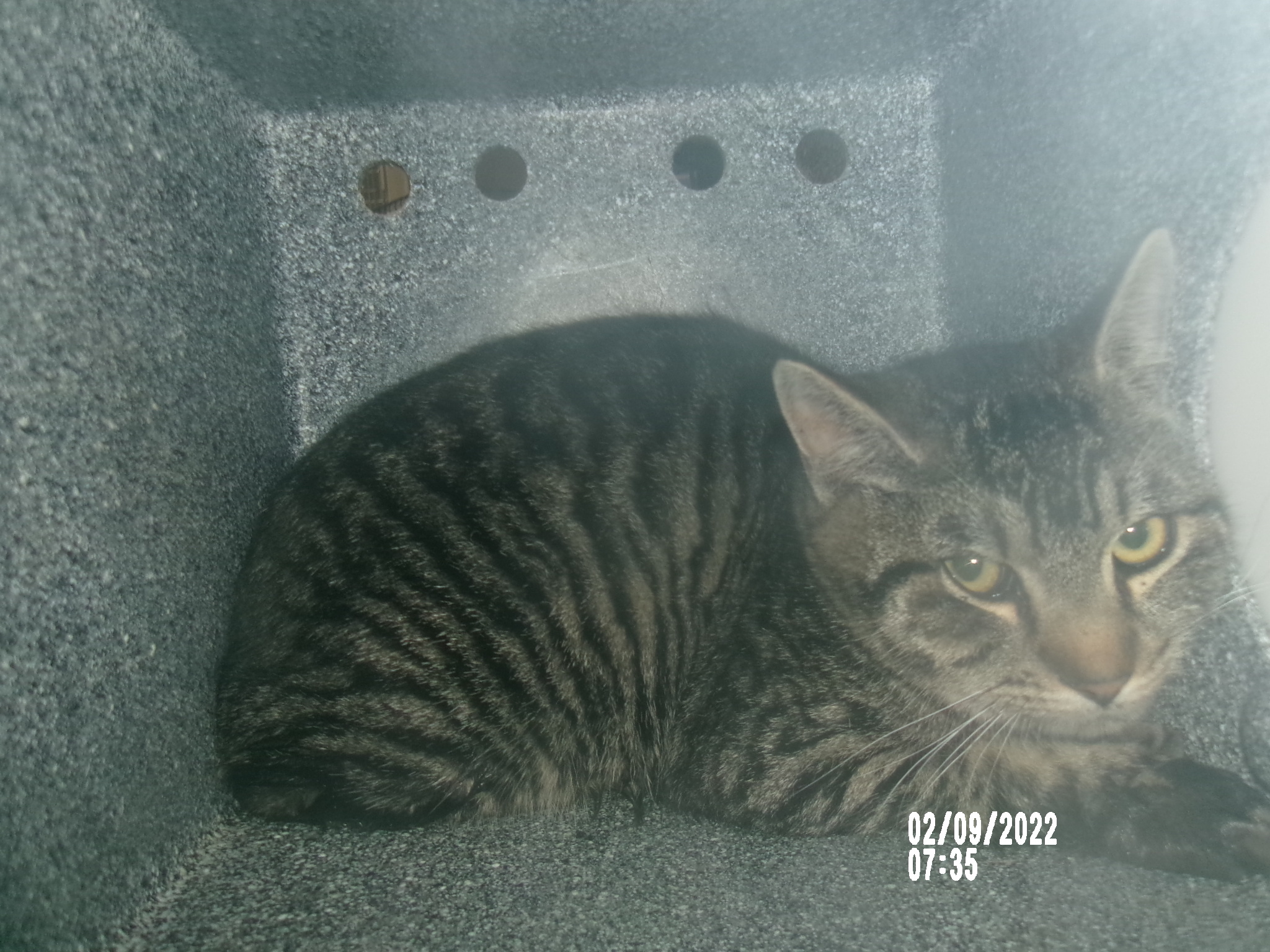 Deviled Eggs, an adoptable Domestic Short Hair in Clovis, NM, 88101 | Photo Image 1