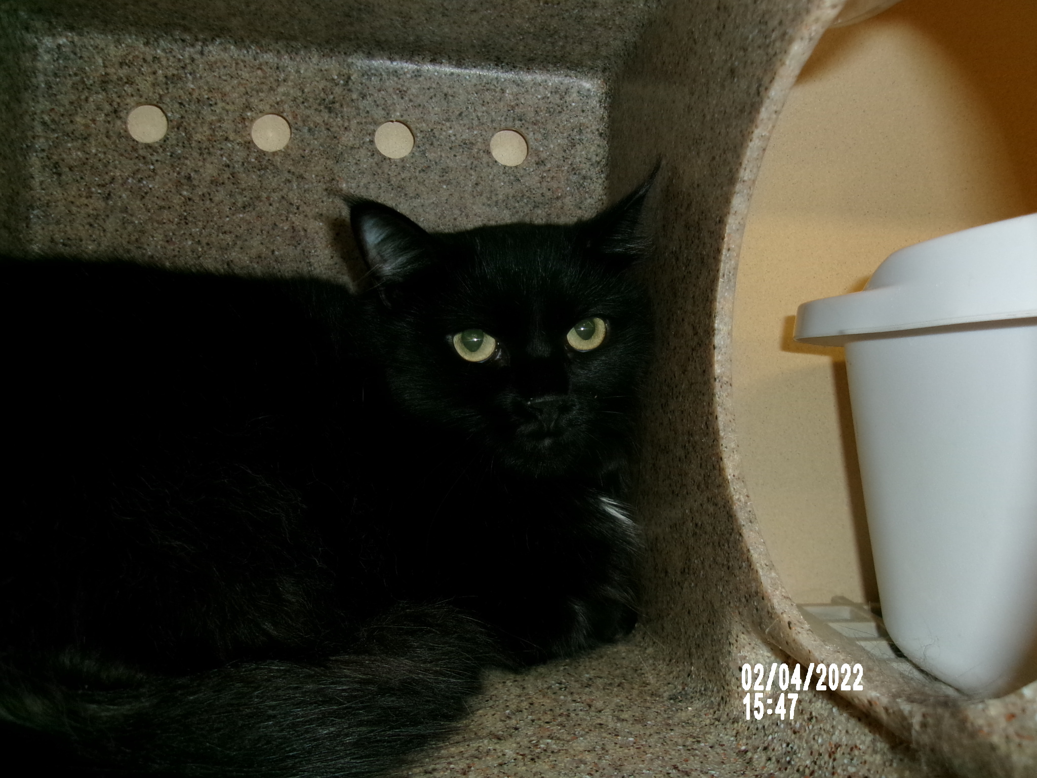 Shadow, an adoptable Domestic Short Hair in Clovis, NM, 88101 | Photo Image 1