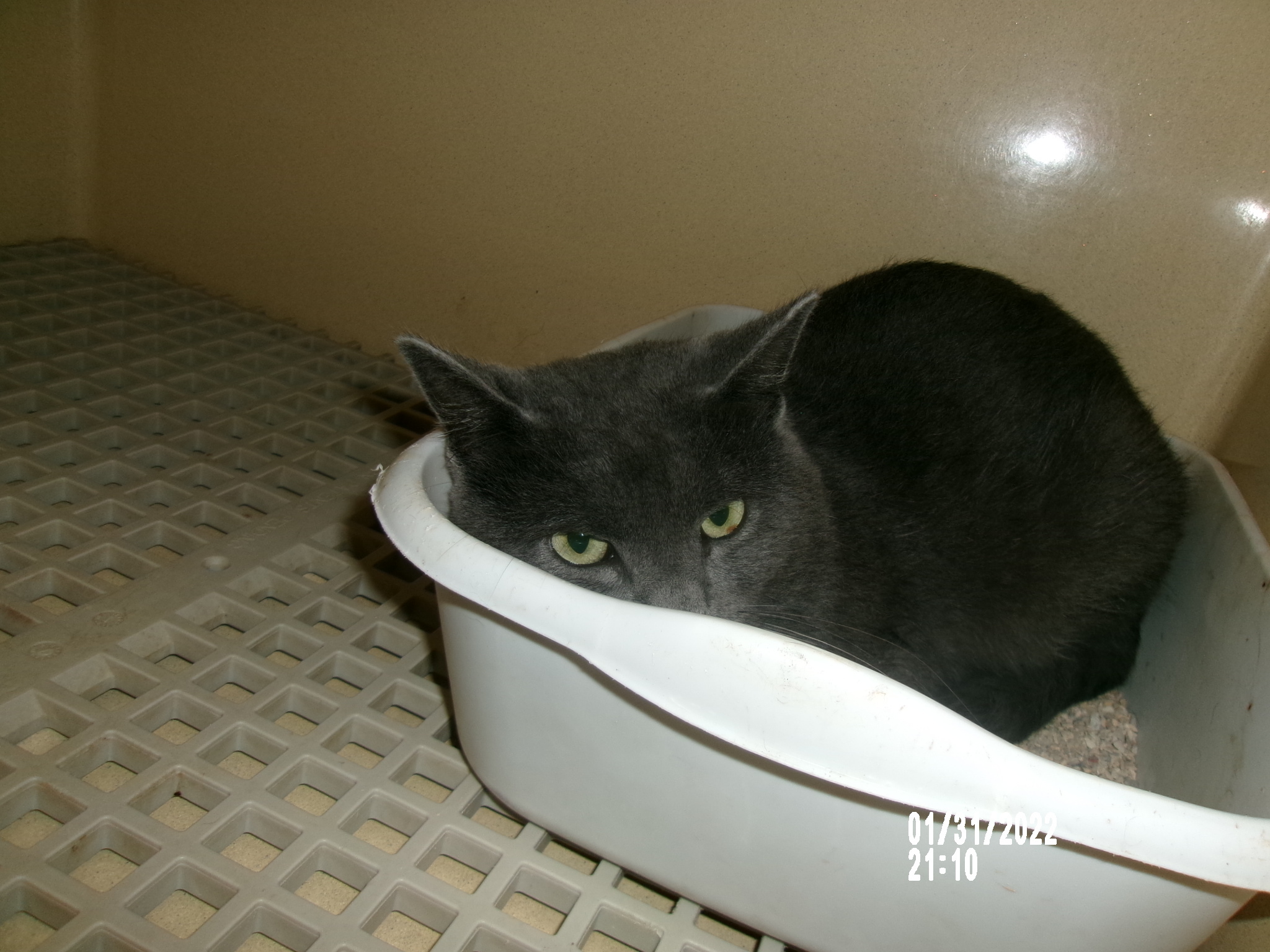 Jinx, an adoptable Domestic Short Hair in Clovis, NM, 88101 | Photo Image 1