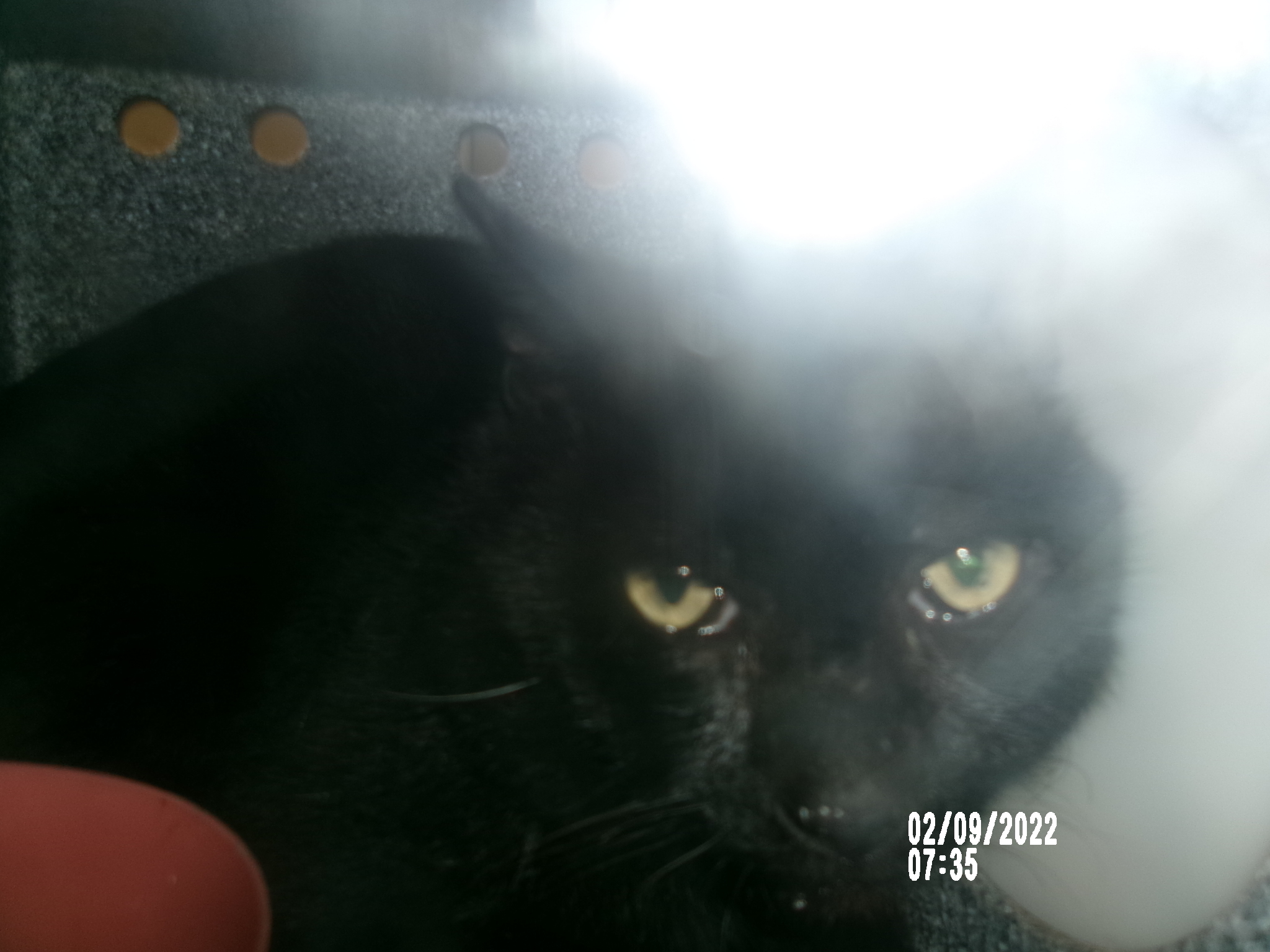 Hunter, an adoptable Domestic Short Hair in Clovis, NM, 88101 | Photo Image 1