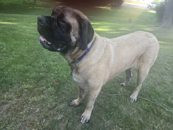 Tiny Tim thumbnail 2