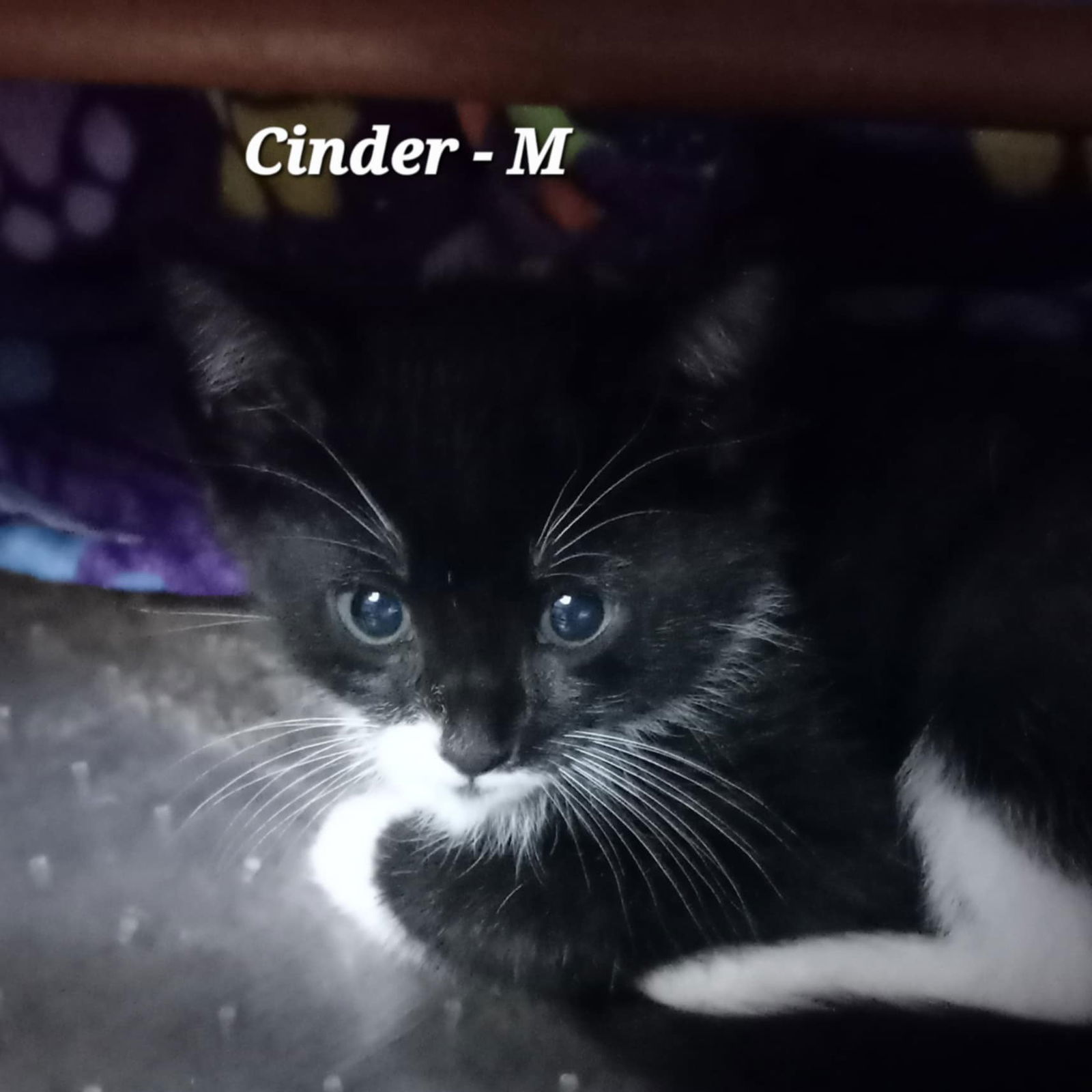 Cinder