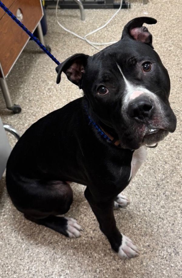 Brewster thumbnail 2