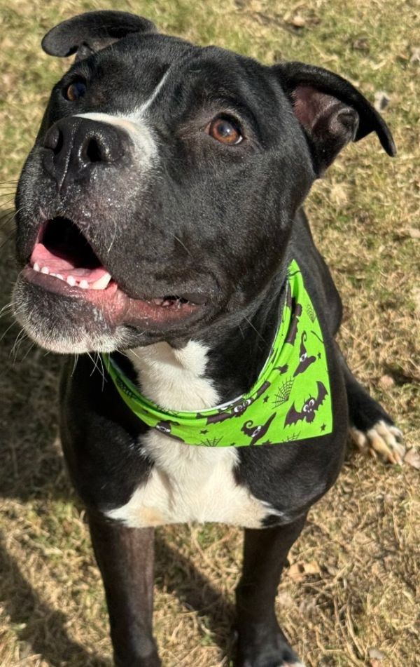 Brewster thumbnail 3