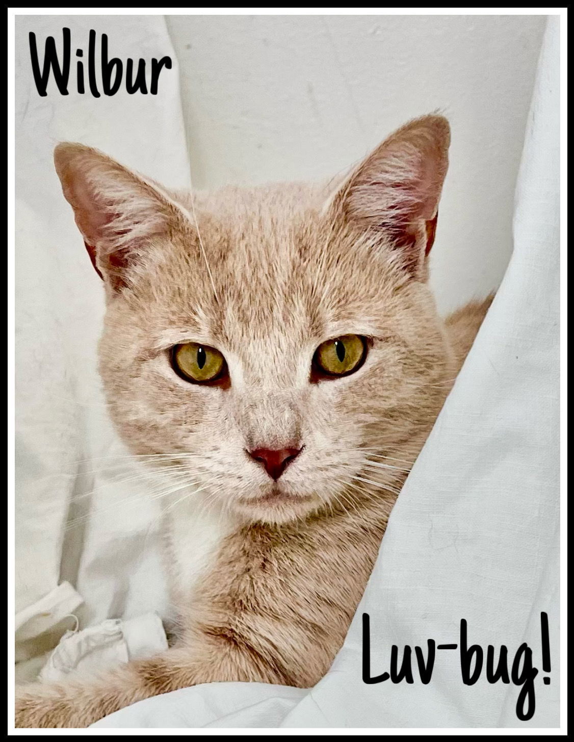 Wilbur (FCID# 10/07/2025 - 120) Willow Grove