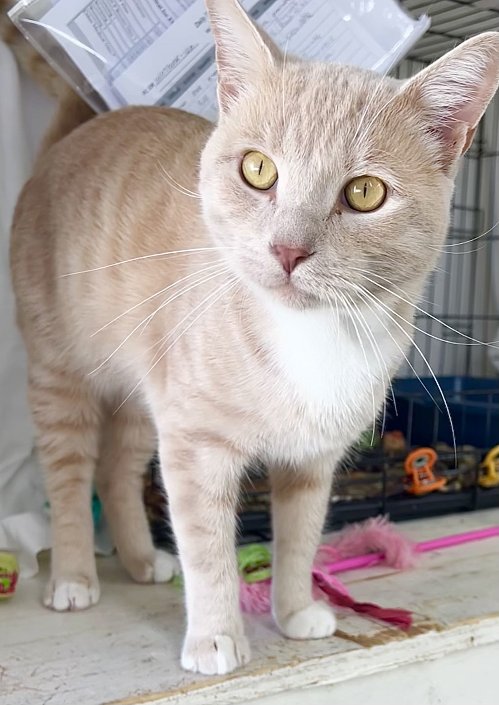 Wilbur (FCID# 10/07/2025 - 120) Willow Grove