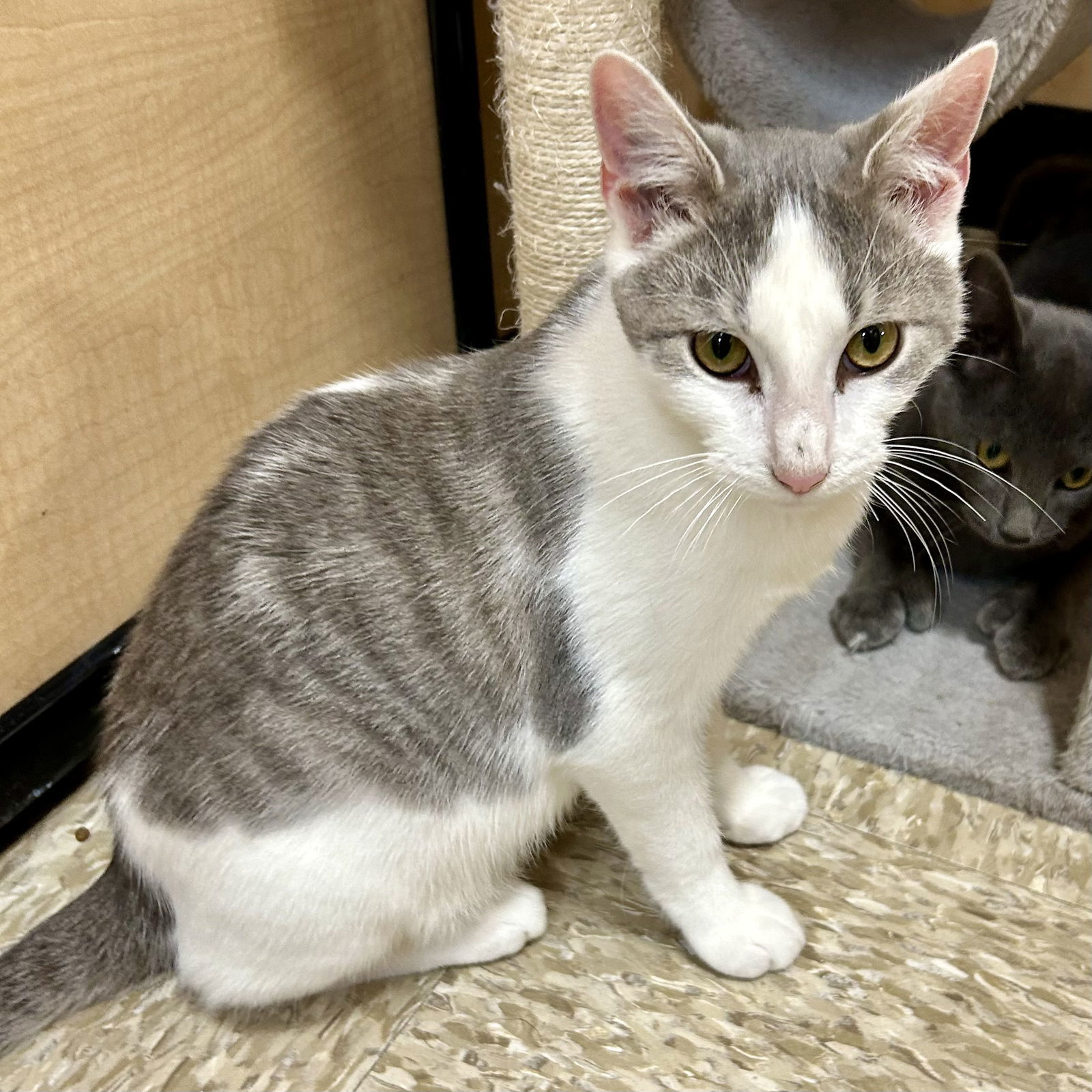 Barrel - Nightmare Before Christmas