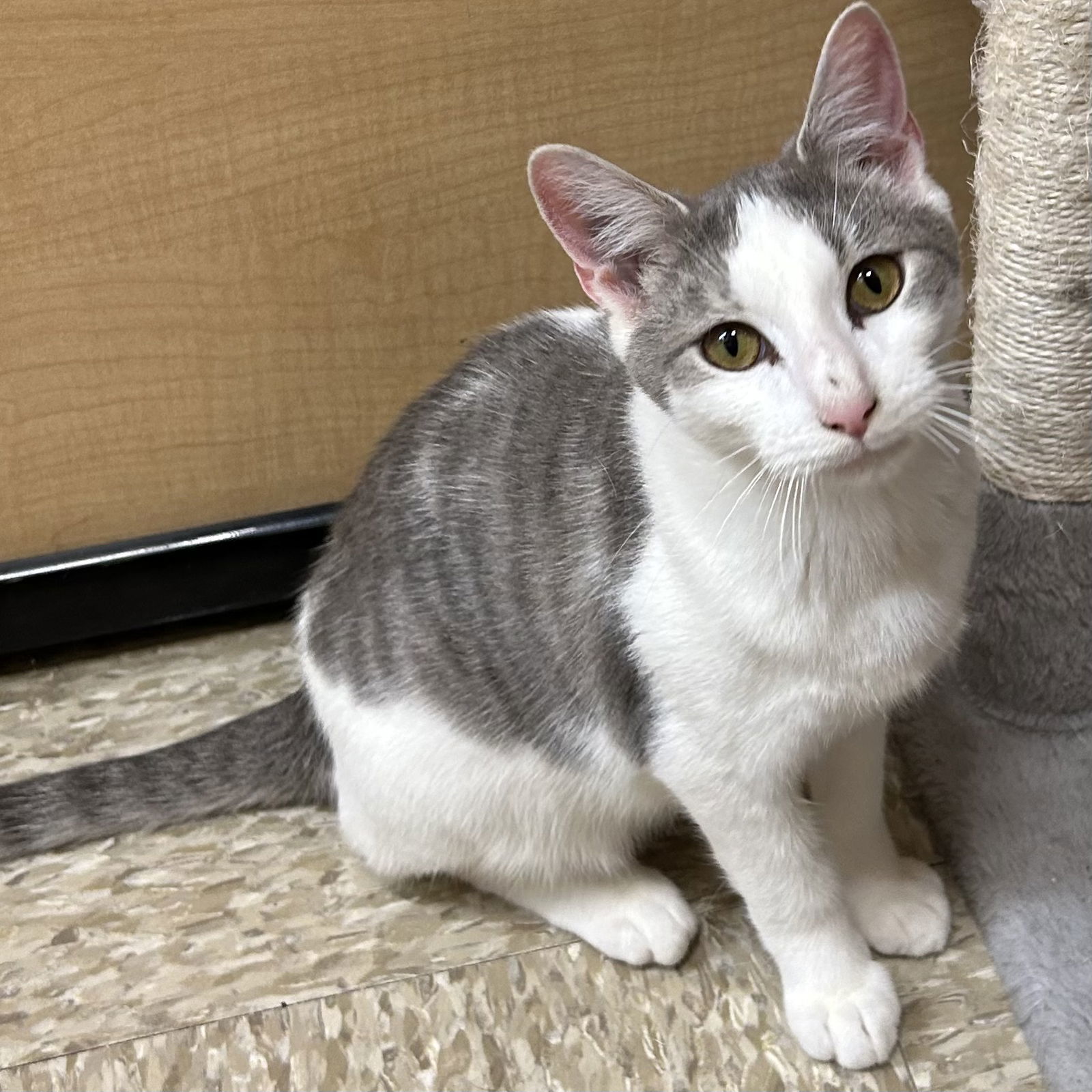 Barrel - Nightmare Before Christmas