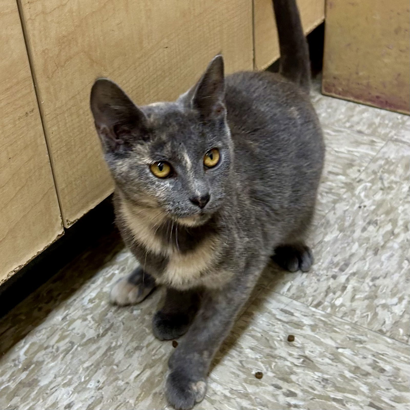 Shock - Nightmare Before Christmas