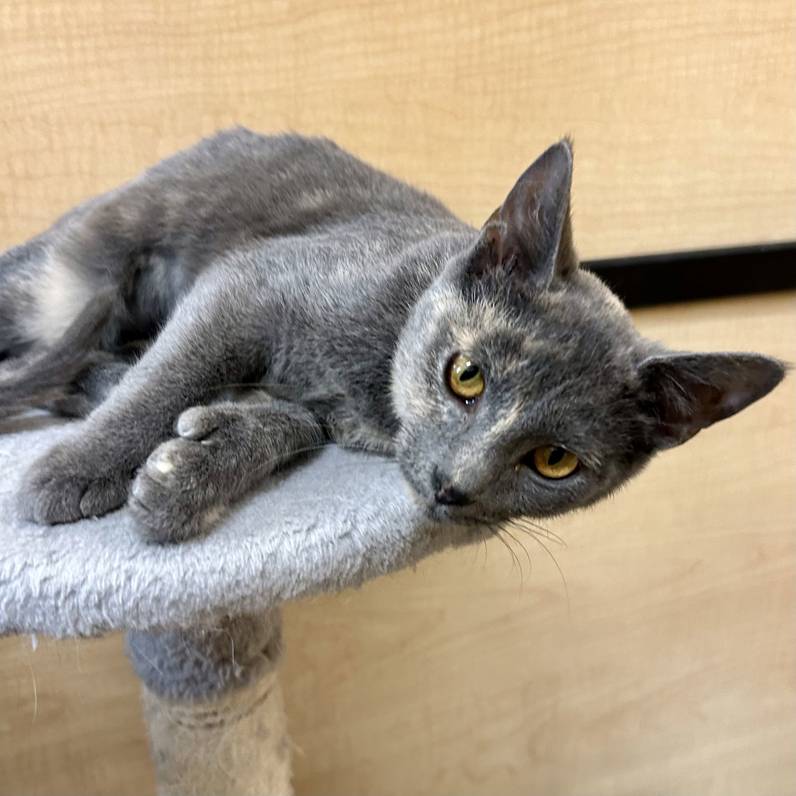 Shock - Nightmare Before Christmas