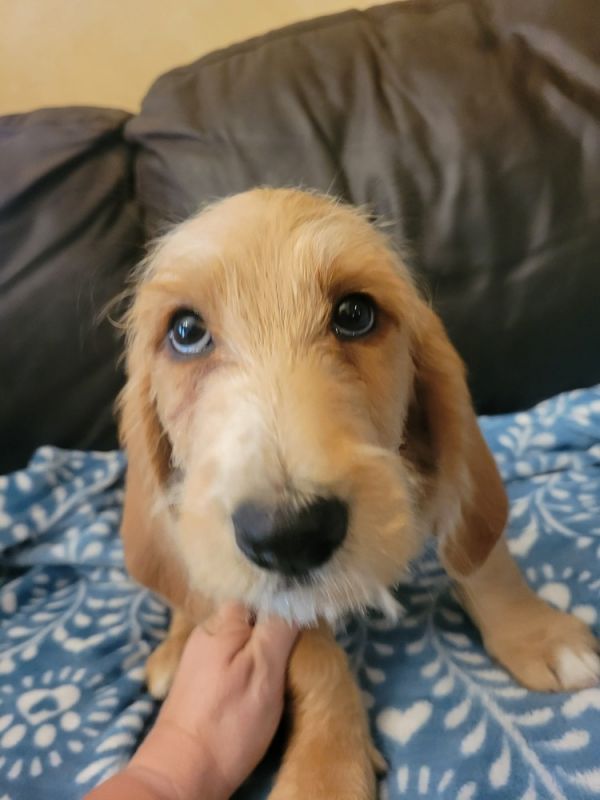 Olive - Fostered in Omaha