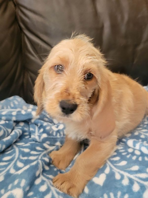 Ivy - Fostered in Omaha