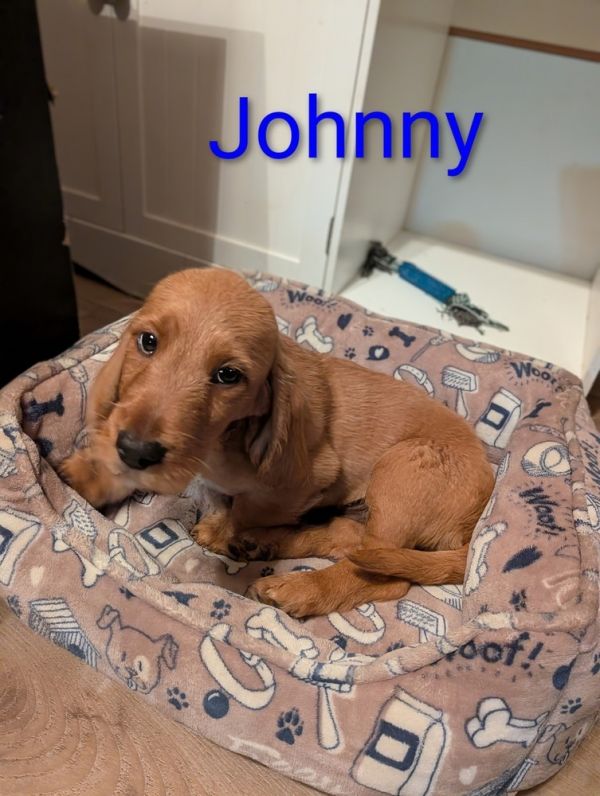 Johnny - Fostered in KC PENDING ADOPTION
