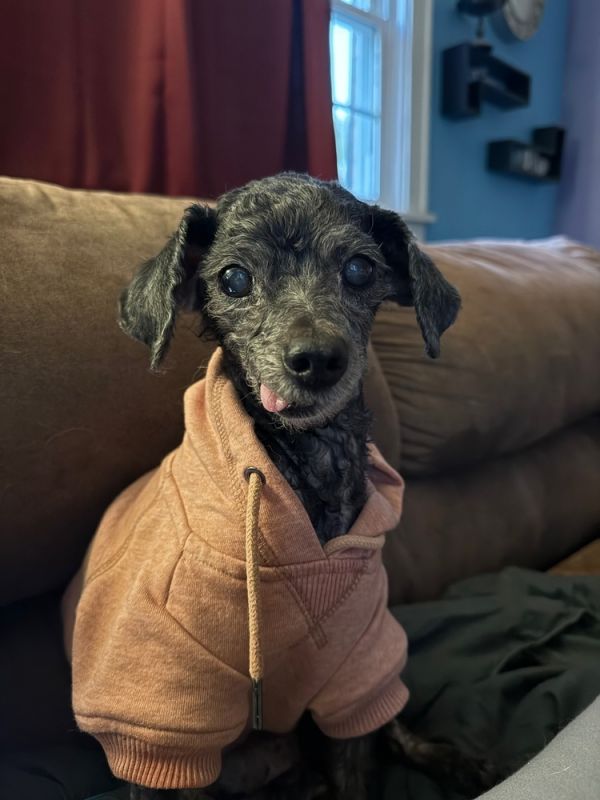 Shadow the Toy Poodle