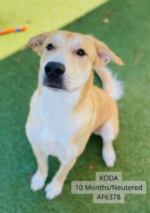 Koda