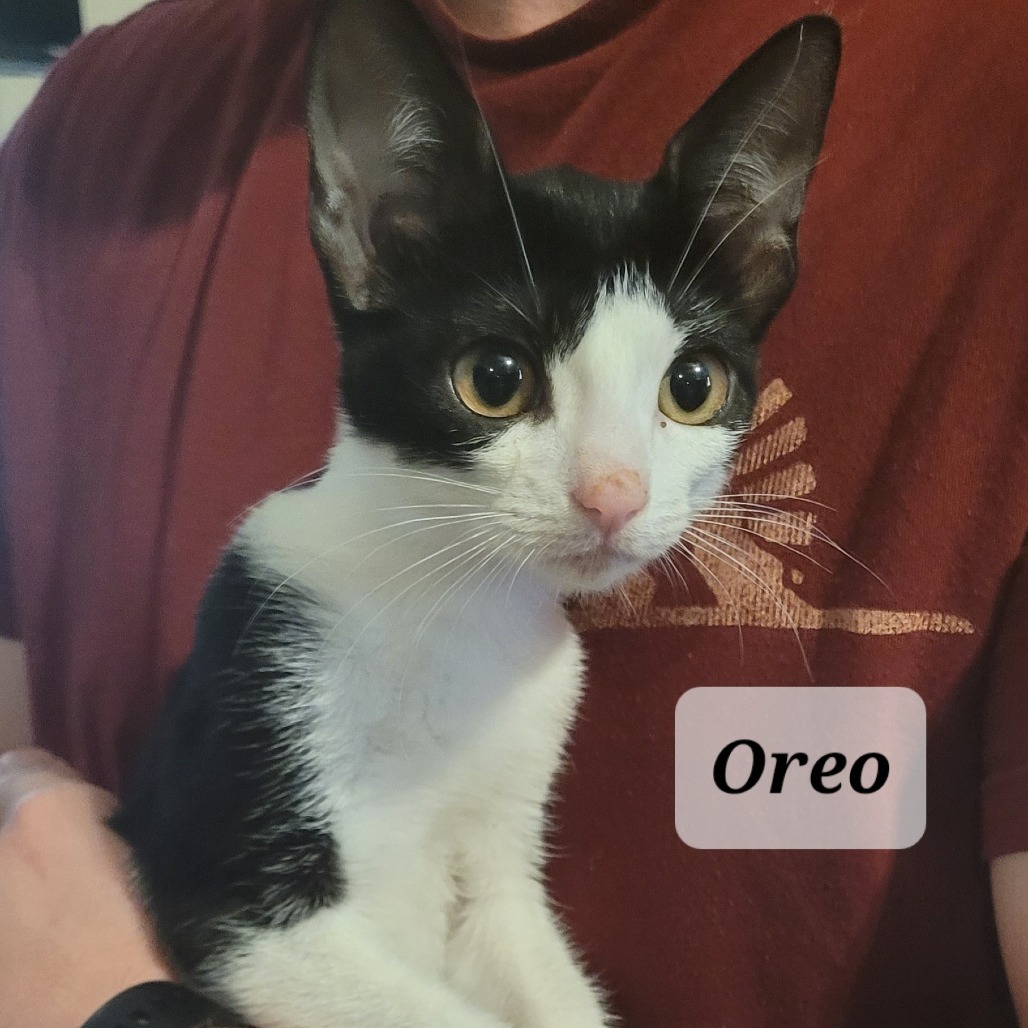 Oreo